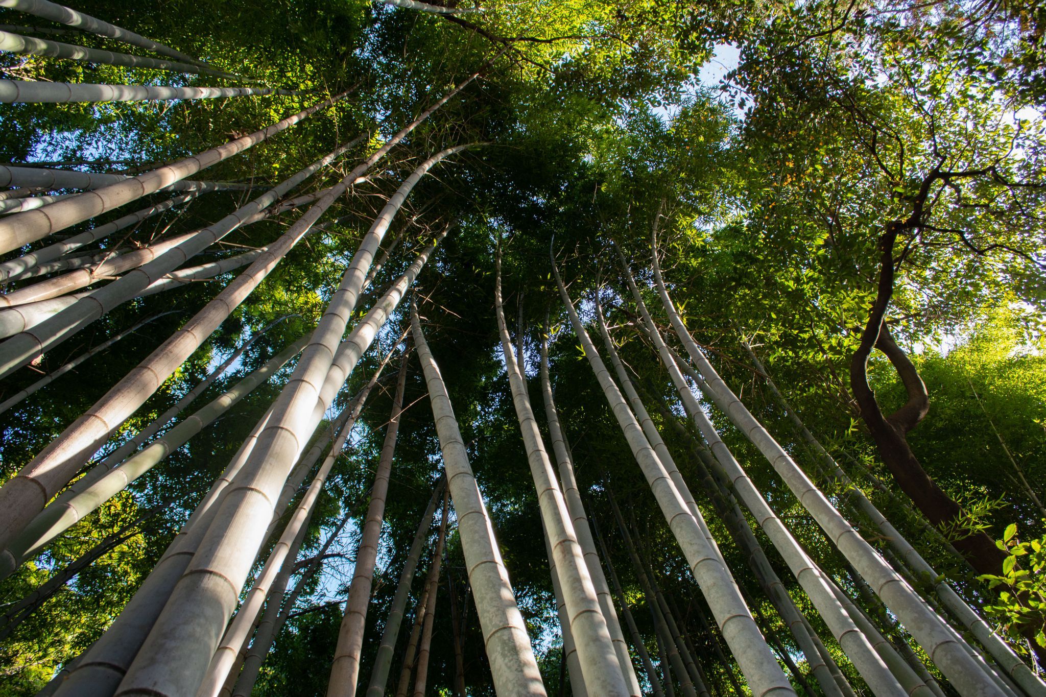 Kimono for a day Arashiyama Bamboo Grove, Japan