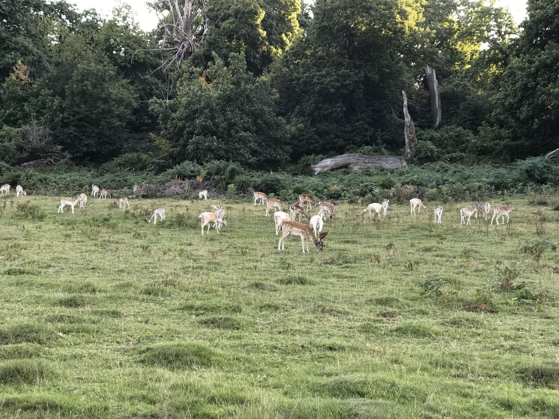 Knole Park, United Kingdom