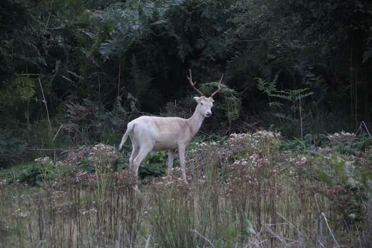 Knole Park