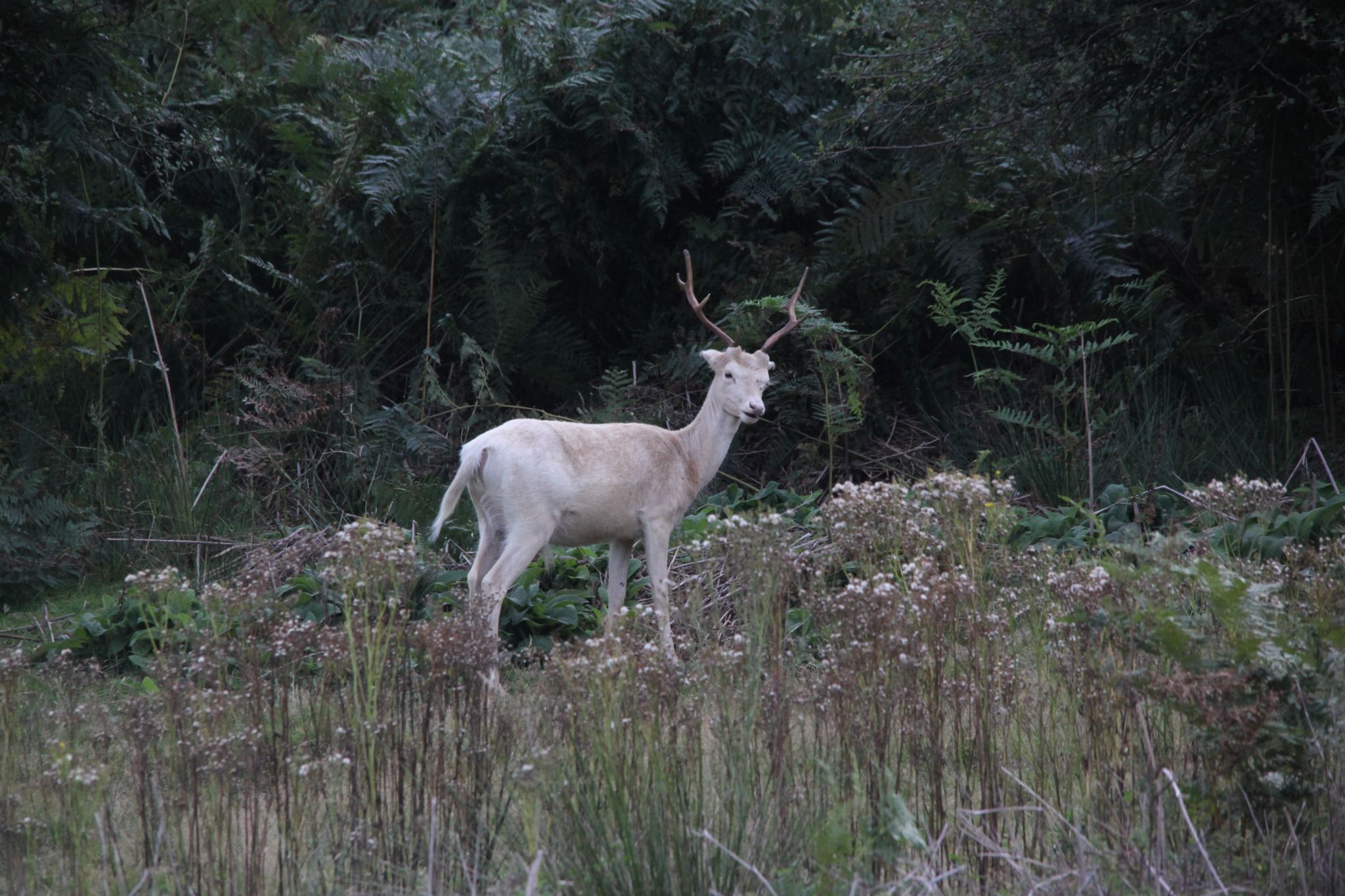 Knole Park, United Kingdom