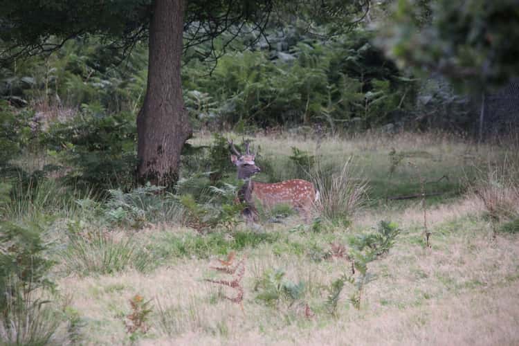 Knole Park