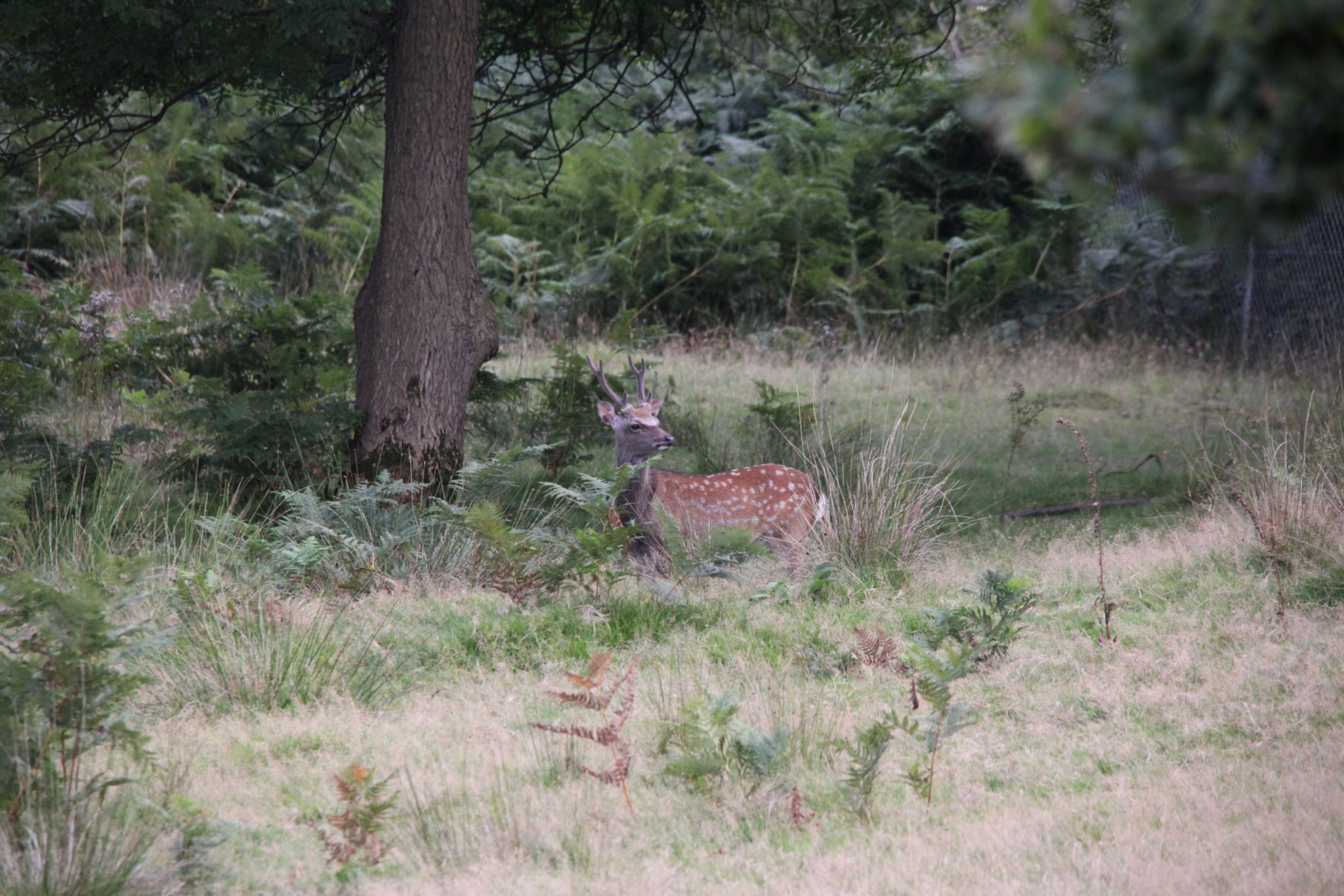 Knole Park, United Kingdom