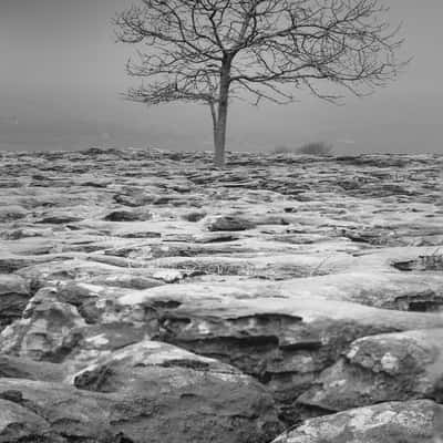 Southerscales Limestone Pavement , United Kingdom