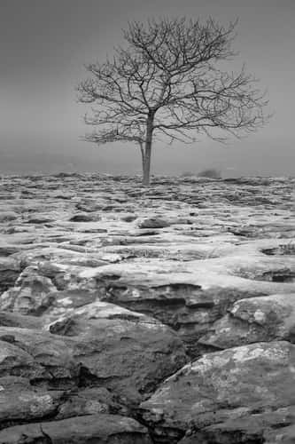 Southerscales Limestone Pavement 