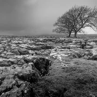 Lone tree, United Kingdom