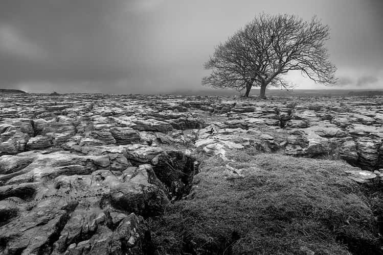 Lone tree
