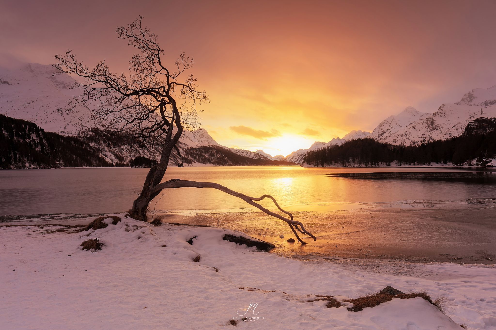 Magic tree at Silsersee, Sils Maria, Switzerland