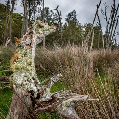 North Durras trees near the lake NSW, Australia