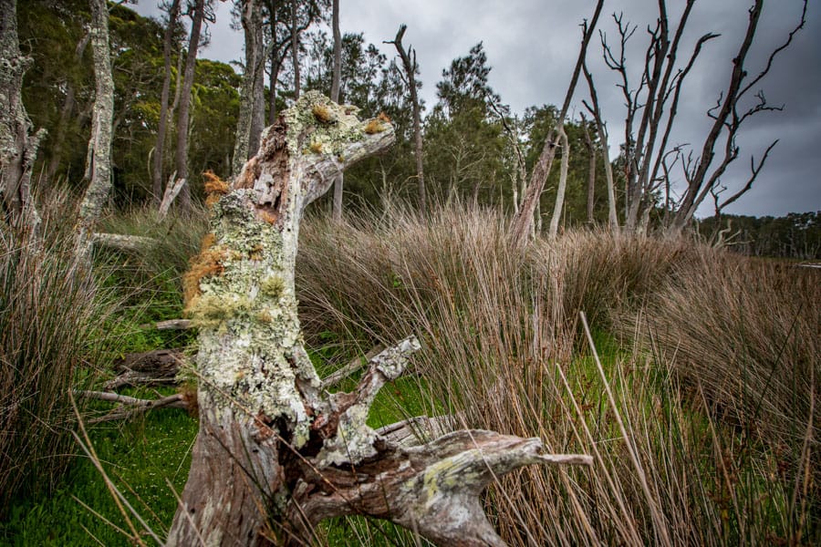 North Durras trees near the lake NSW, Australia