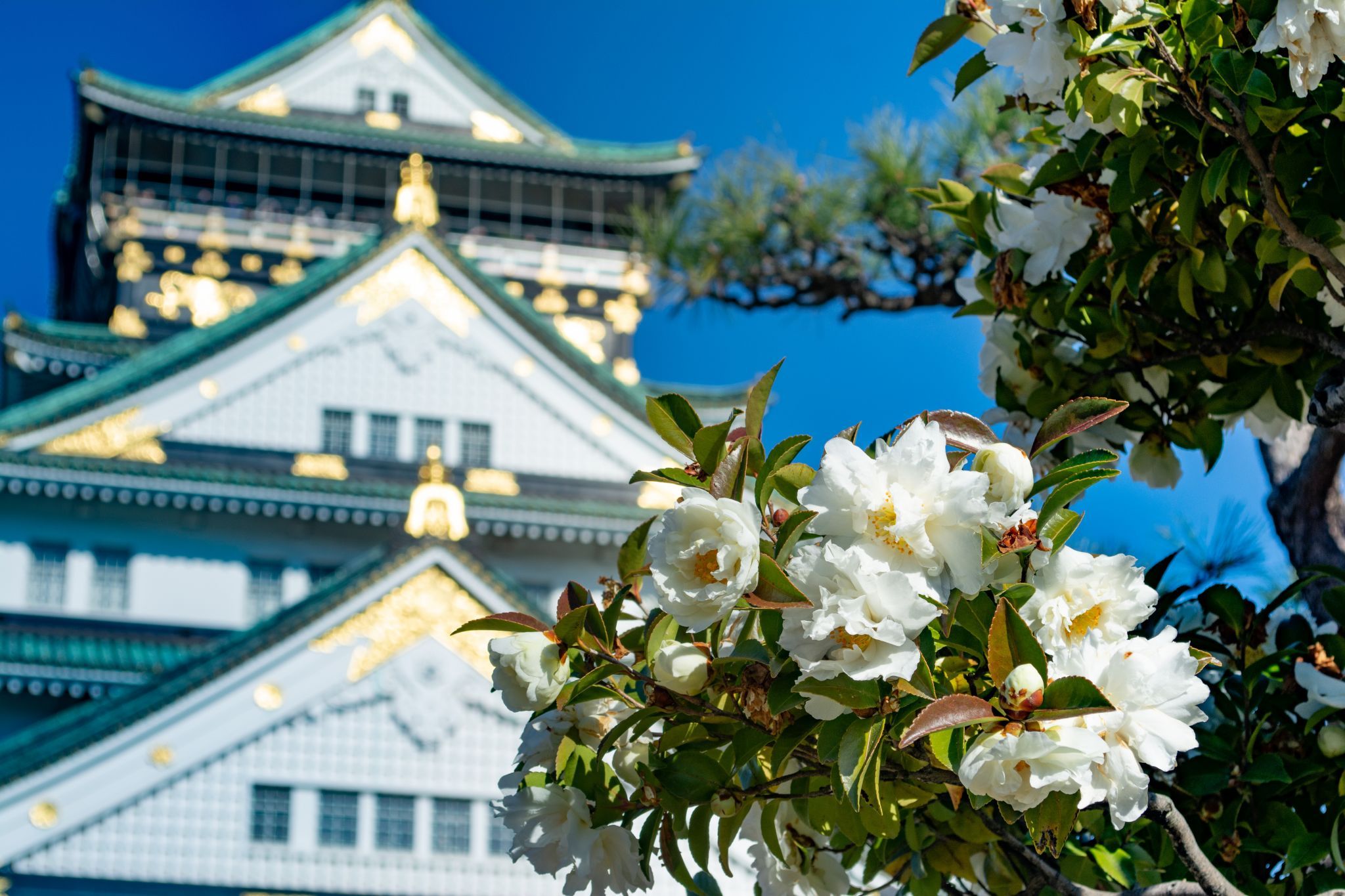 Osaka Castle through camellia, Japan