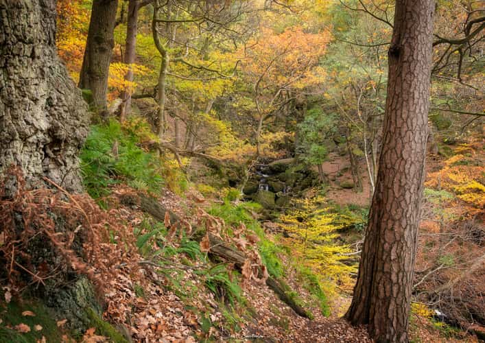 Padley Gorge