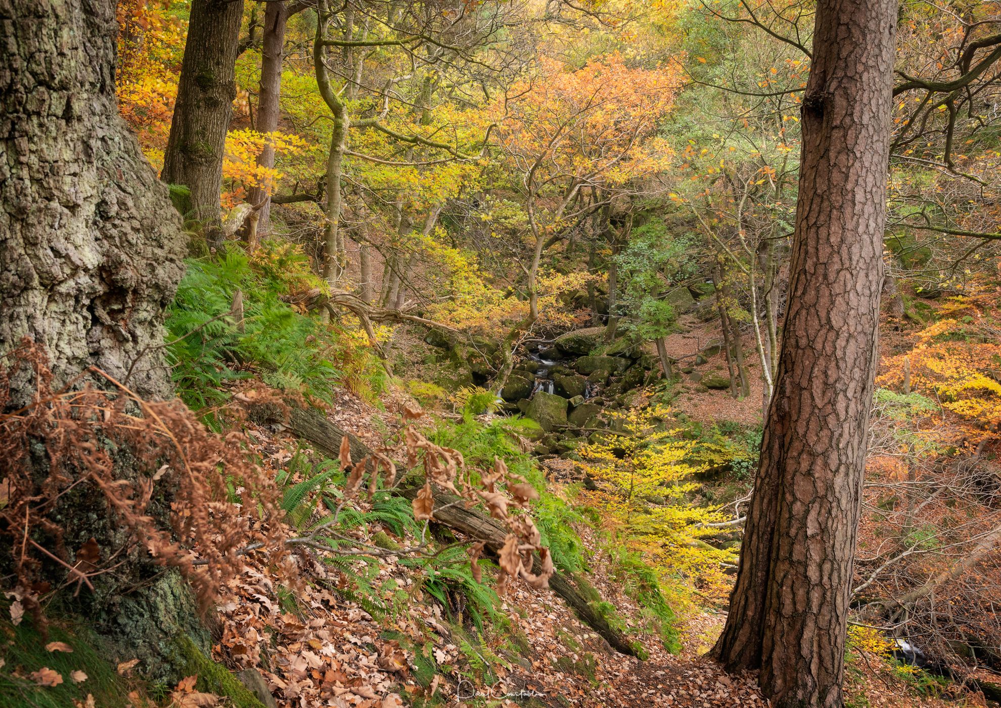 Padley Gorge, United Kingdom