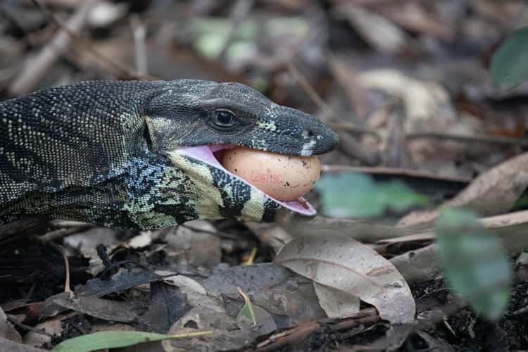 Pebbly Beach Goanna eating an egg NSW