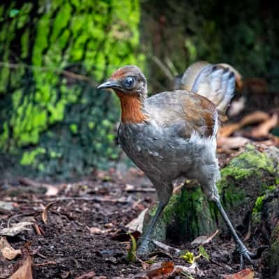 Pebbly Beach lyre Bird New South Wales South Coast, Australia