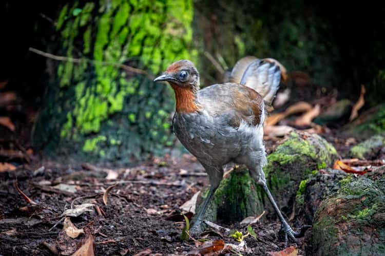 Pebbly Beach lyre Bird New South Wales South Coast