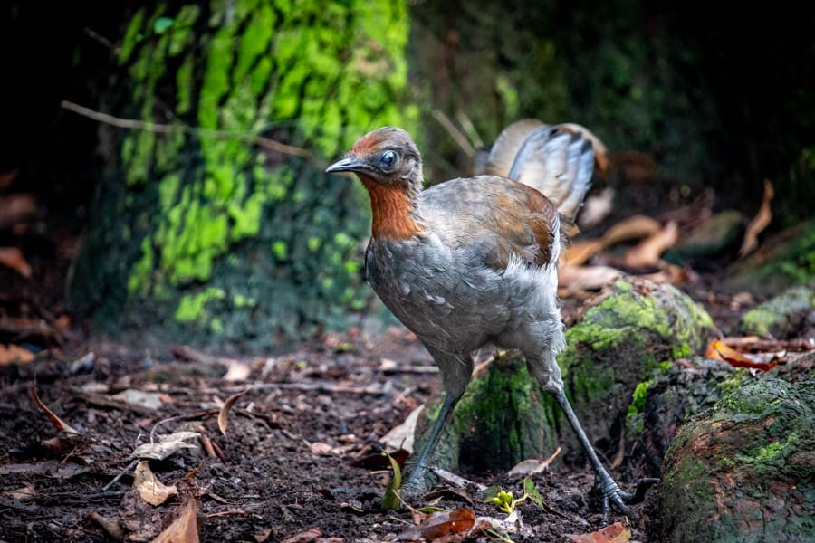 Pebbly Beach lyre Bird New South Wales South Coast, Australia