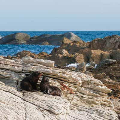 Point Kean seal Colony, New Zealand