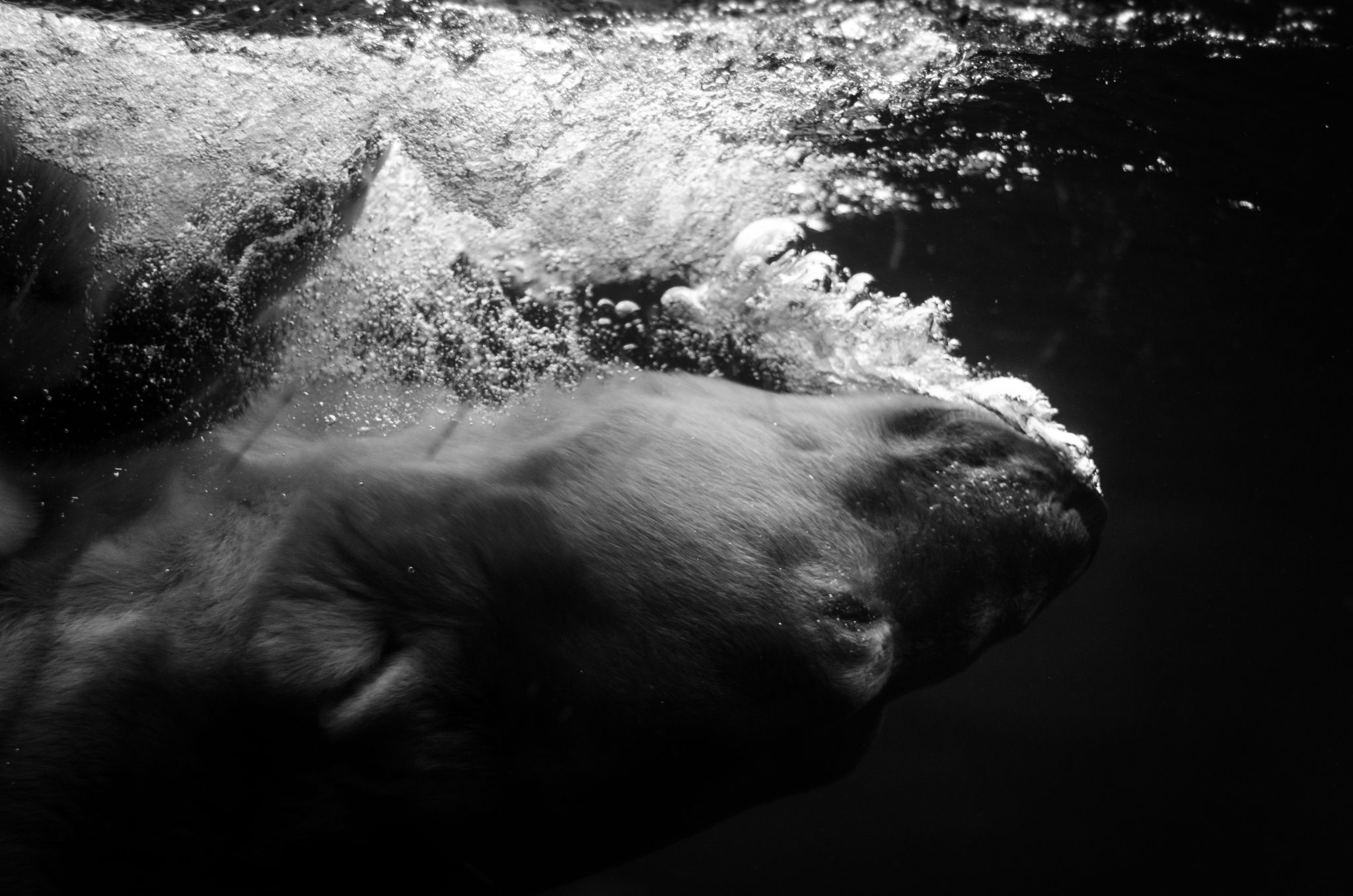 Polar bear in Copenhagen Zoo, Denmark