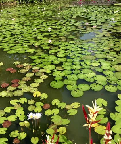 Singapore Botanical Gardens