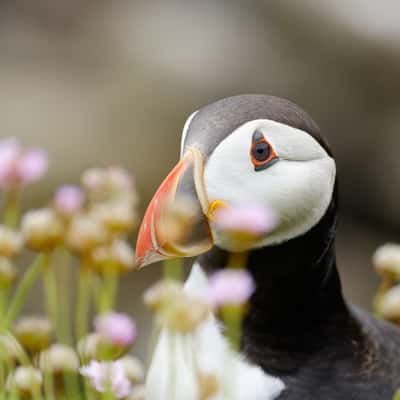 Puffin on Saltee Islands, Ireland