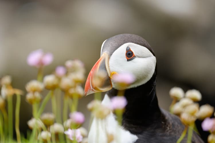 Puffin on Saltee Islands