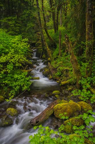 Quinault Rainforest Stream