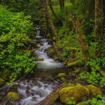 Quinault Rainforest Stream, USA
