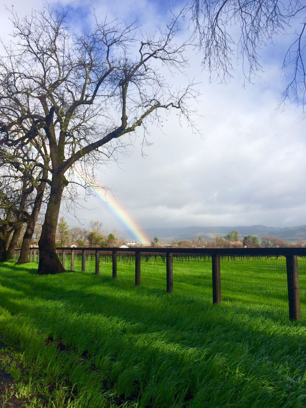 Roadside rainbow in Napa Valley, USA