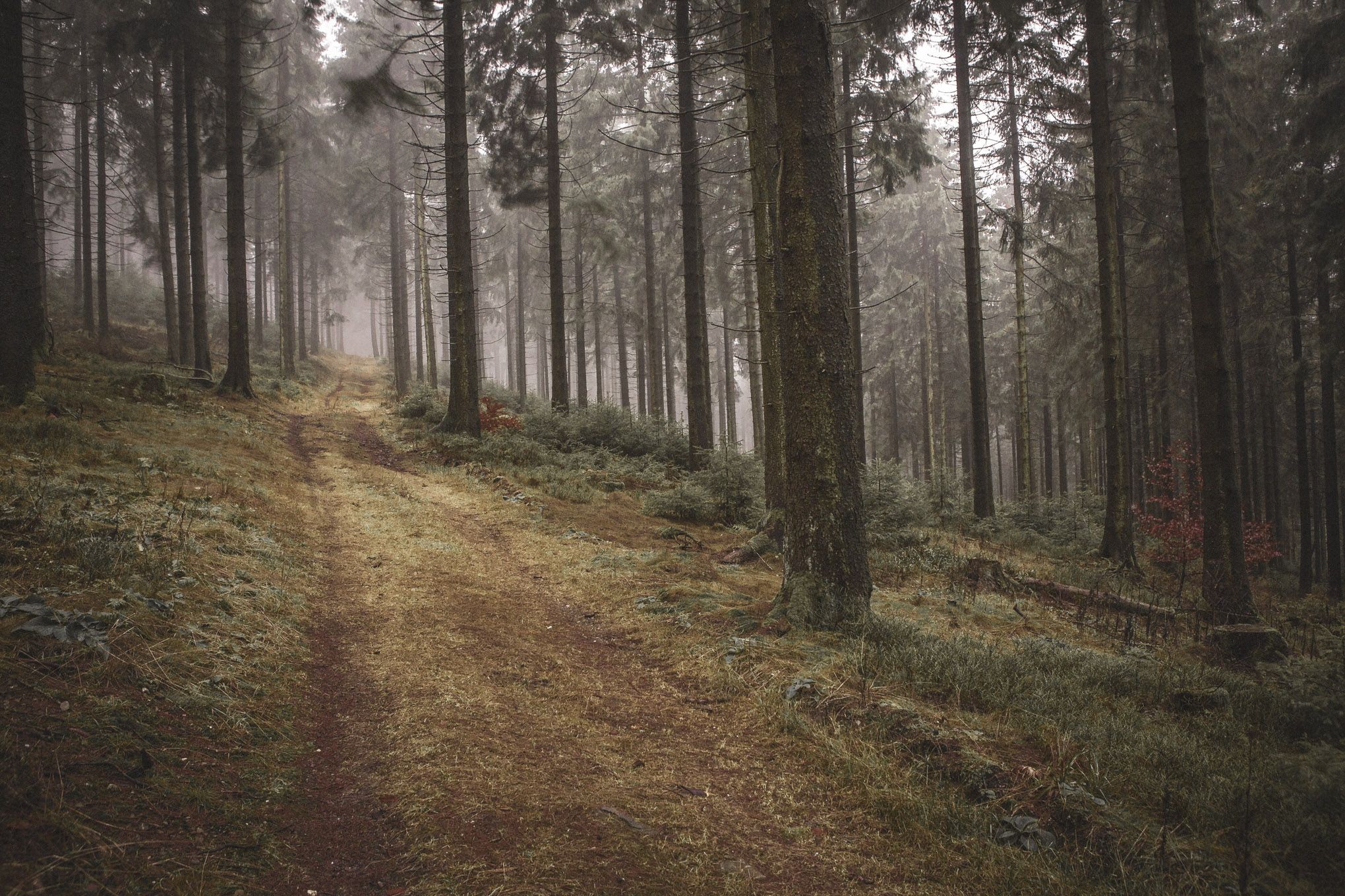Taunus, Germany