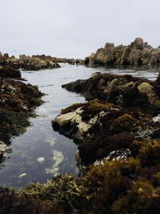 Tidepools in Monterey