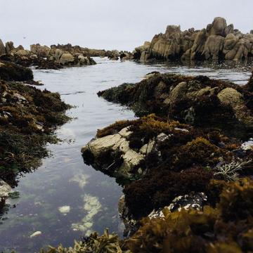Tidepools in Monterey, USA