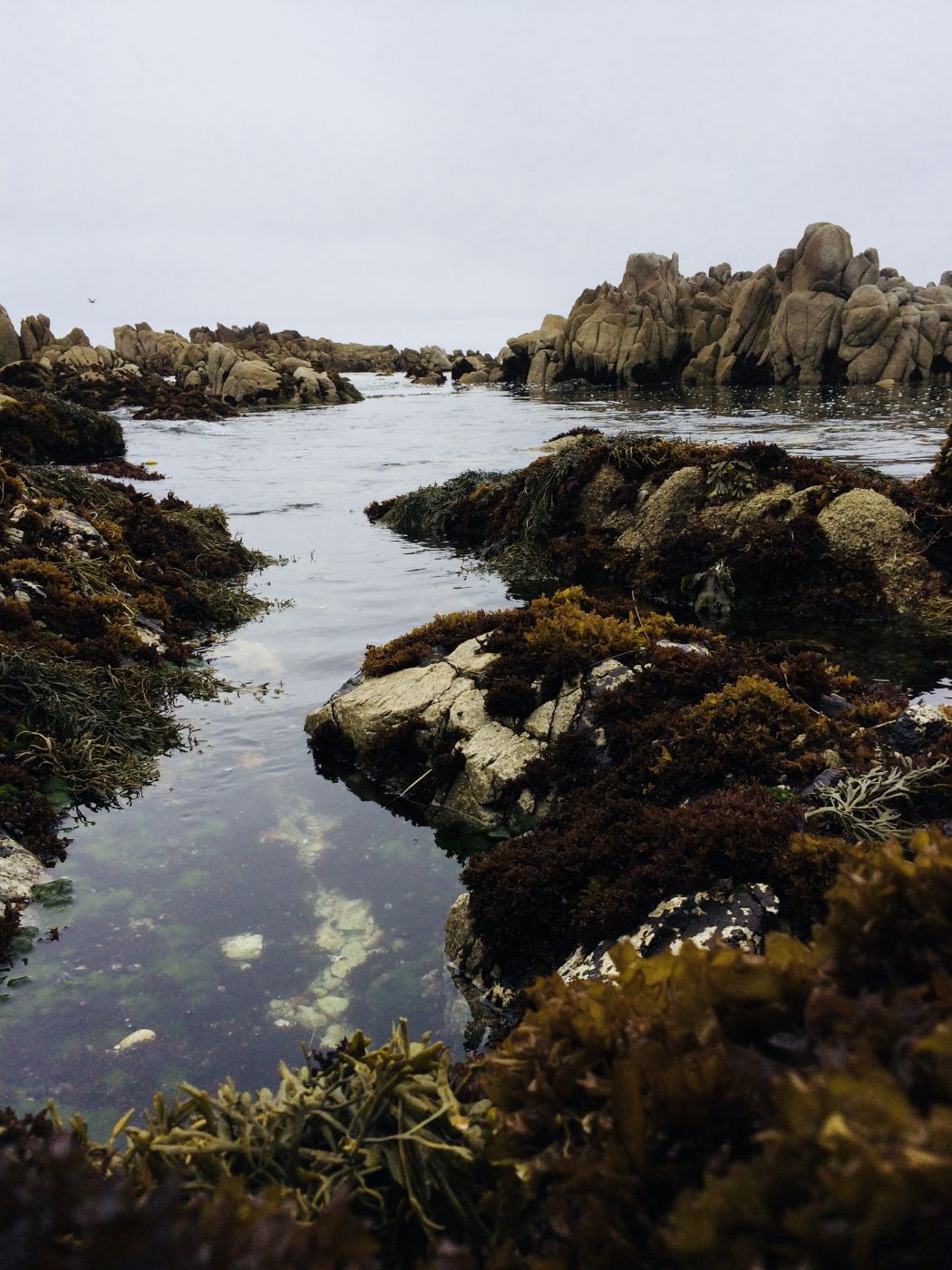 Tidepools in Monterey, USA
