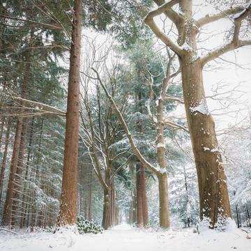 Winter Forrest, Netherlands