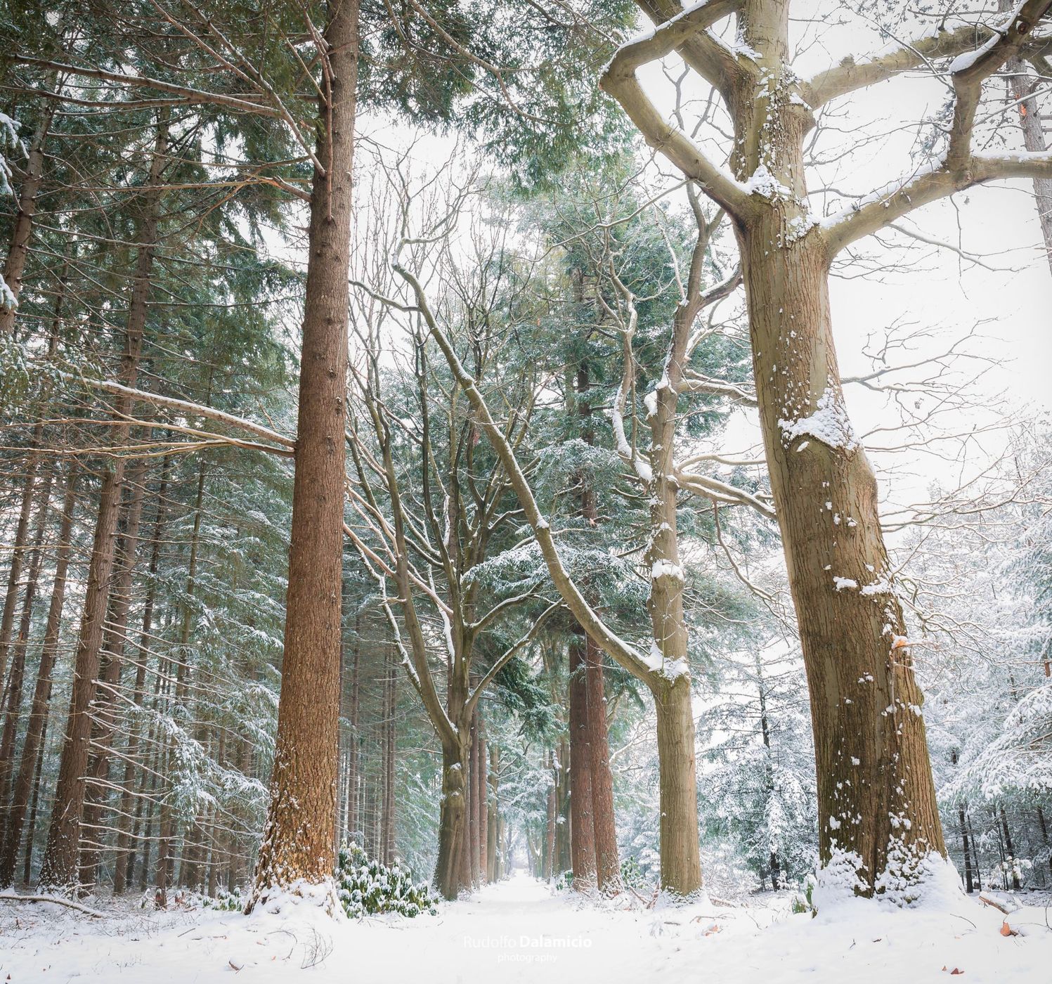 Winter Forrest, Netherlands
