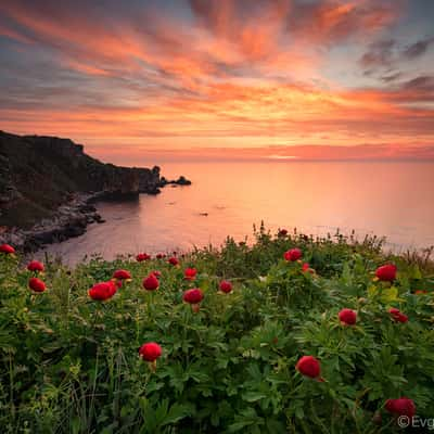 A field of wild peonies, Bulgaria