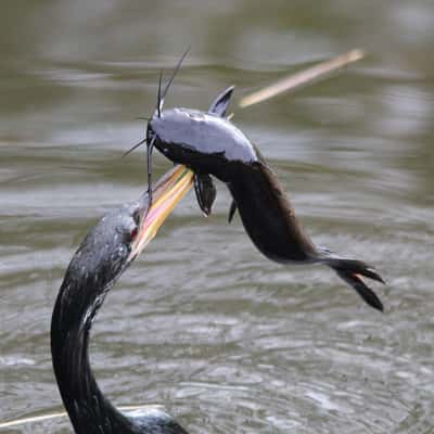 Anhinga Trail, Everglades National Park, USA