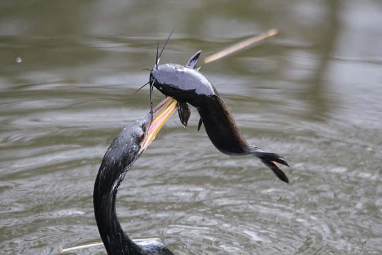 Anhinga Trail, Everglades National Park