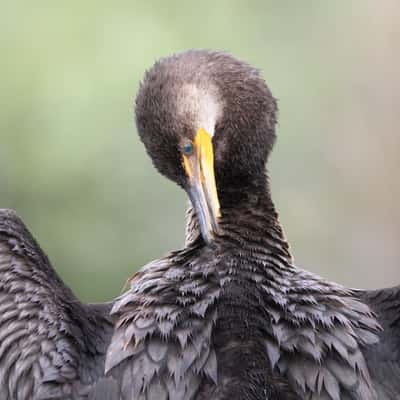 Anhinga Trail, Everglades National Park, USA