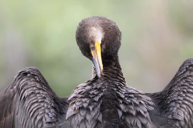 Anhinga Trail, Everglades National Park