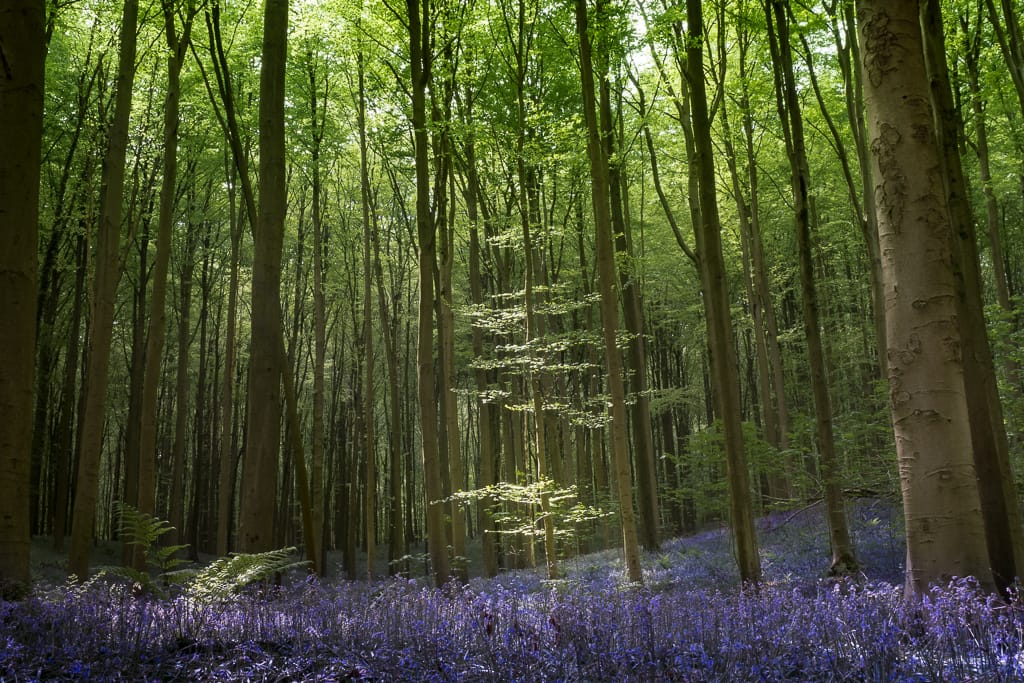 Bluebell forest Hallerbos near Brussels, Belgium