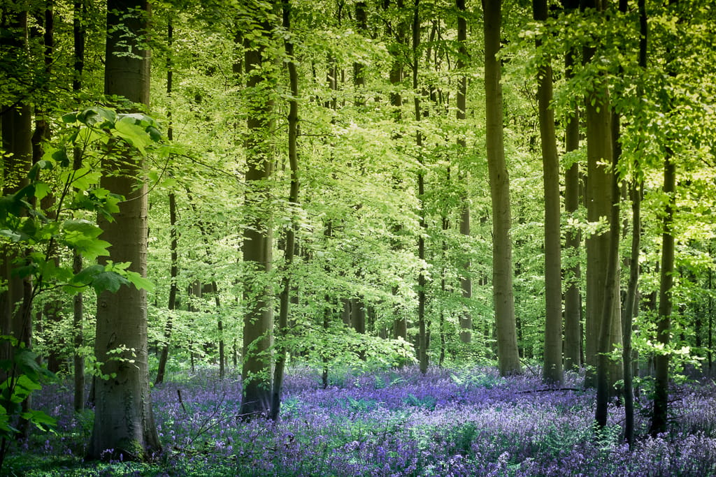 Bluebell forest Hallerbos near Brussels, Belgium