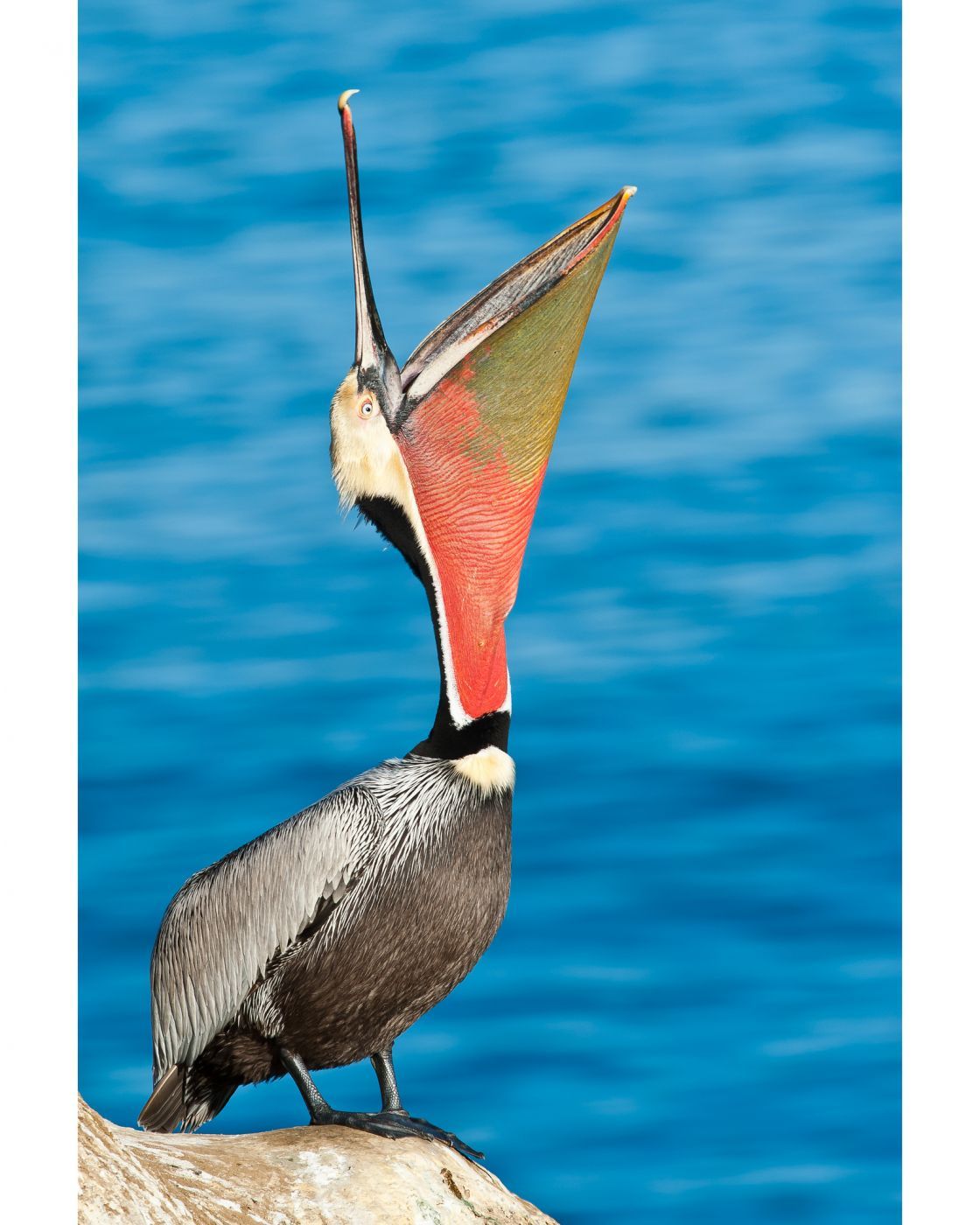 Brown Pelican @ La Jolla Cave, USA