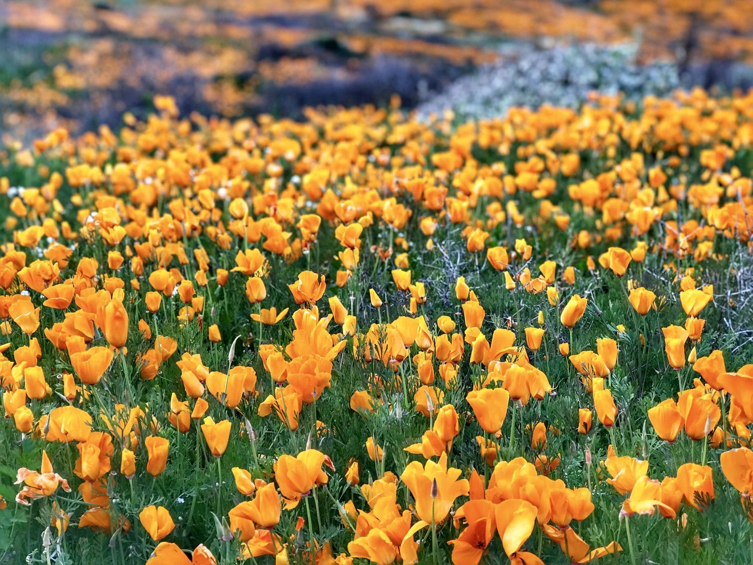 California Golden Poppy, Lake Elsinore, CA, USA