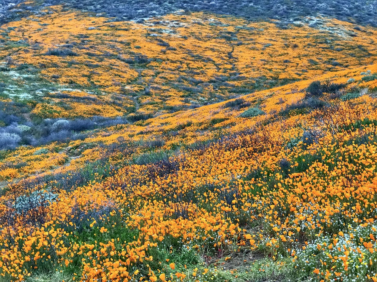 California Golden Poppy, Lake Elsinore, CA, USA