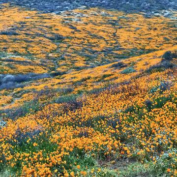California Golden Poppy, Lake Elsinore, CA, USA
