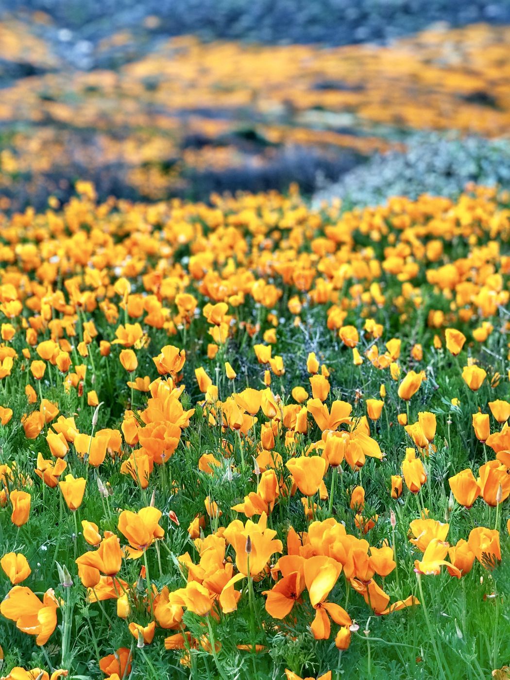 California Golden Poppy, Lake Elsinore, CA, USA