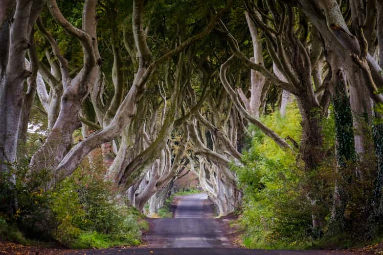 The Dark Hedges (Road)