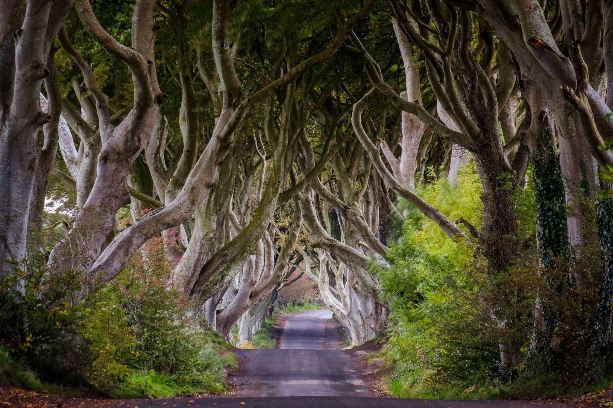 The Dark Hedges (Road), United Kingdom