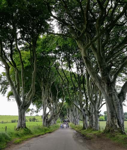 The Dark Hedges (Road)