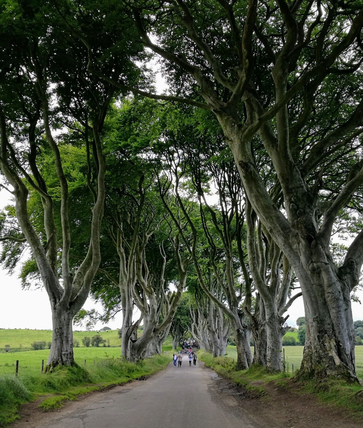 The Dark Hedges (Road), United Kingdom